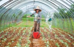 菜豆栽培時間與技術(shù)要點、病蟲害防治