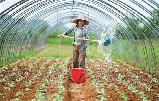 菜豆的栽培時(shí)間