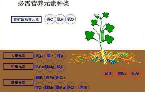 農(nóng)作物磷過(guò)剩時(shí)的癥狀