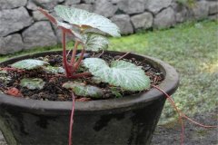 如何盆栽虎耳草，虎耳草盆栽關(guān)鍵技術(shù)解密