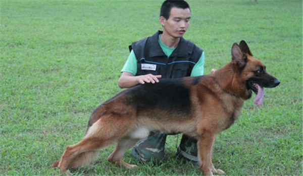 因犬制宜，區(qū)別對(duì)待