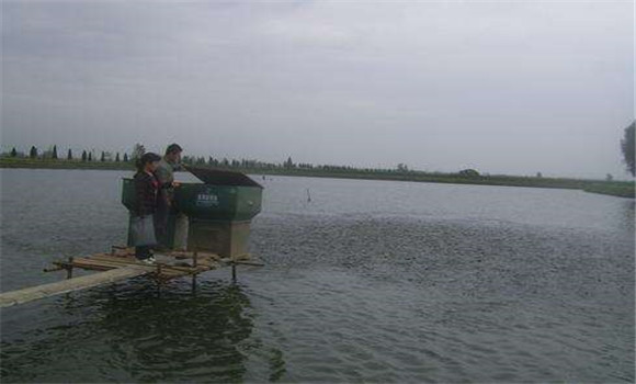 魚(yú)塘投飼方法