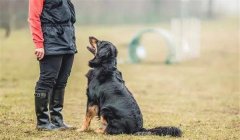 訓(xùn)犬時狗主人對訓(xùn)犬效果會有什么影響