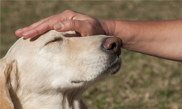 犬疥螨病治療方法