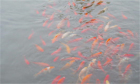 養(yǎng)殖金魚(yú)如何換水