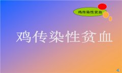 雞傳染性貧血病毒感染的癥狀及診斷技術