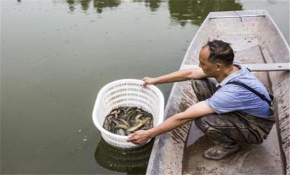 暫養(yǎng)泥鰍的注意事項