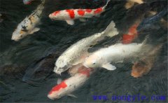 鯉魚(yú)是什么魚(yú)，鯉魚(yú)是淡水魚(yú)還是海水魚(yú)？