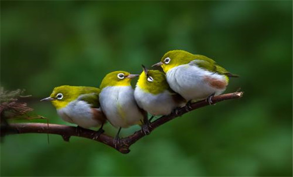 繡眼鳥(niǎo)怎么分公母