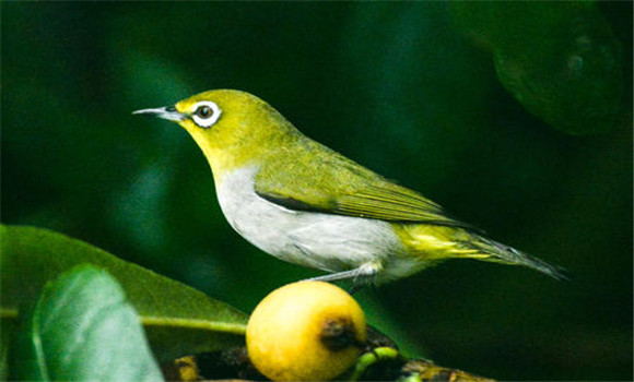 繡眼鳥(niǎo)的特點(diǎn)