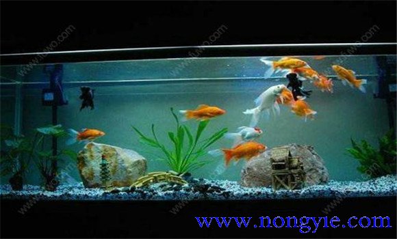 怎樣飼養(yǎng)金魚，飼養(yǎng)金魚注意事項和技術(shù)要點