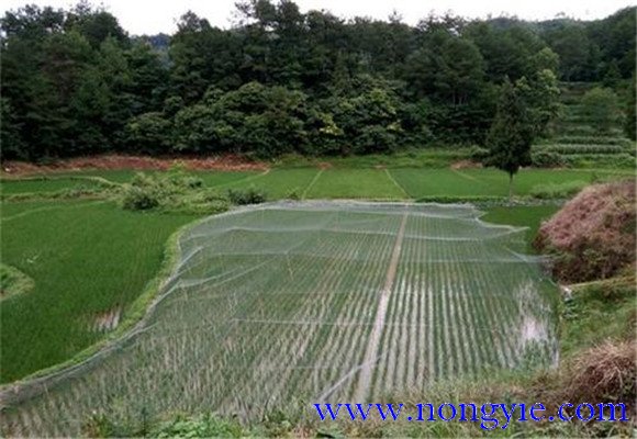 羅非魚稻田養(yǎng)殖技術(shù)：羅非魚如何在稻田中飼養(yǎng)