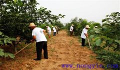 核桃樹(shù)施肥方法與時(shí)間，核桃施肥注意事項(xiàng)