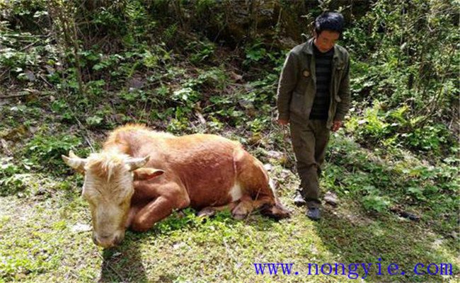 牛食用爛紅薯中毒的癥狀表現(xiàn)、診治與治療方法