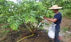 番石榴修剪方法與疏花疏果、果實套袋技術(shù)要點