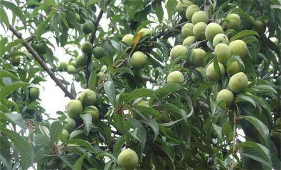 李子種植管理技術(shù)