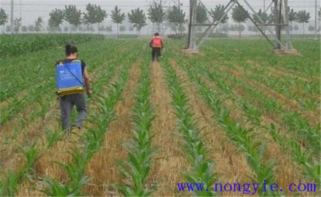 玉米除草劑什么時(shí)間噴比較好