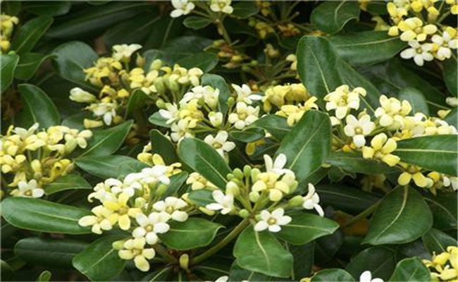 冬青開(kāi)花嗎？