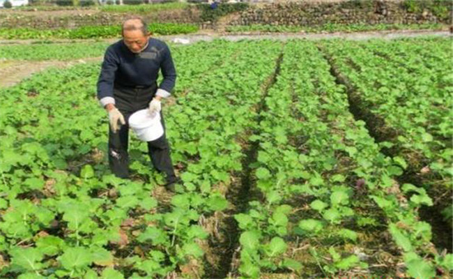 油菜施肥一般在什么時候