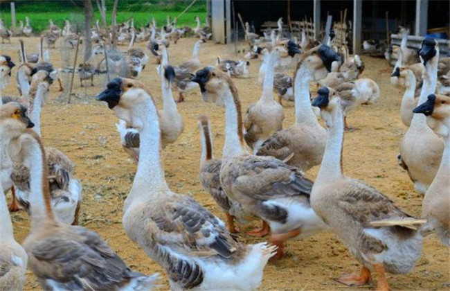 獅頭鵝吃什么飼料