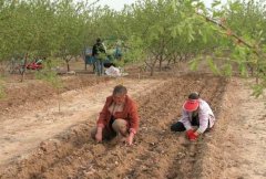 山藥種植前如何處理，種植山藥如何整地挖溝