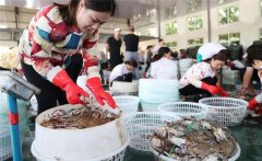 梭子蟹一般在幾月份上市，怎樣挑選肥的梭子蟹