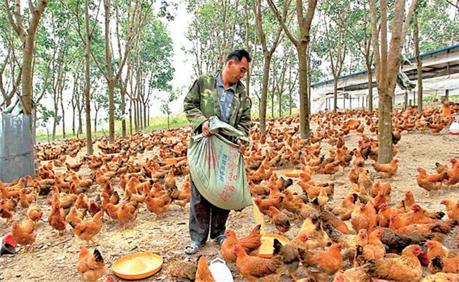 養(yǎng)雞用鹽的講究:飼料食鹽用量、食鹽中毒的防治