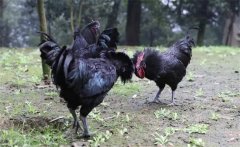 烏骨雞的常用礦物質(zhì)、維生素飼料簡介