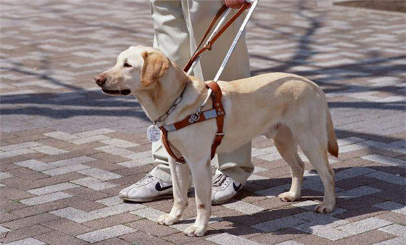 適量增加犬的運(yùn)動