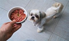 犬飼料中為何要添加鐵、銅等微量元素