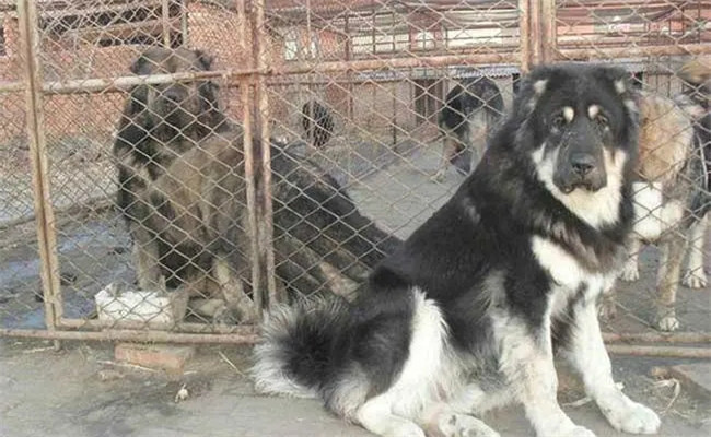 調制犬飼料注意事項