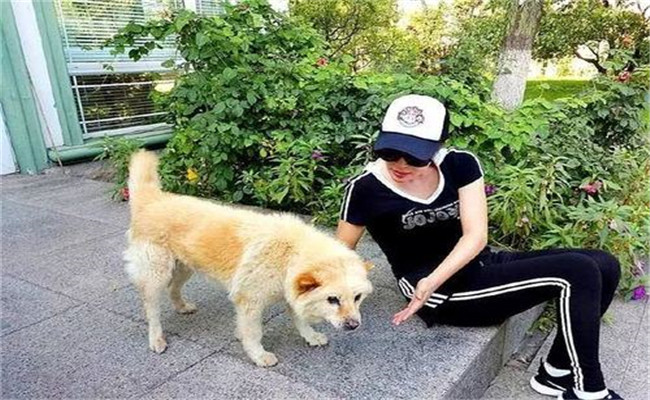 怎樣喂養(yǎng)妊娠犬、哺乳犬