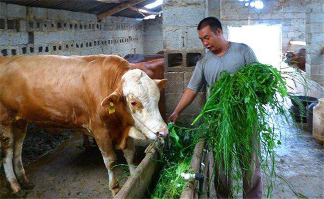 大牲畜的飼喂方法與技術(shù)要點