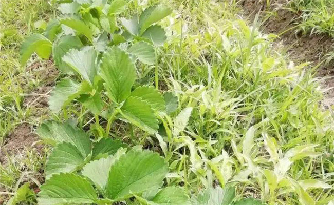 草莓地用什么除草劑對草莓無害