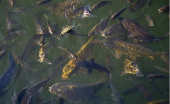 鯽魚飼喂注意事項