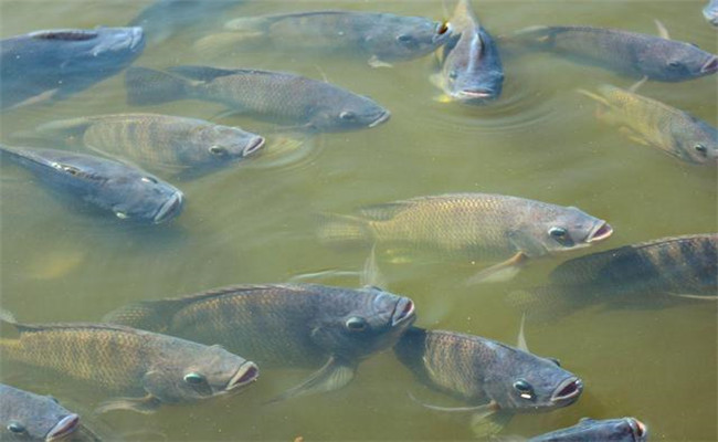 鯽魚(yú)的養(yǎng)殖方法