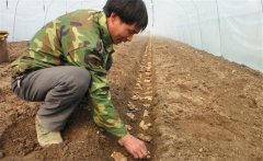 生姜的種植密度是多少？生姜浸種消毒新配方