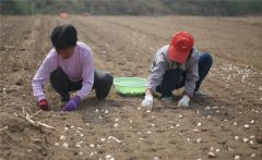 大蒜什么時(shí)間種植，如何掌握大蒜種植深度？