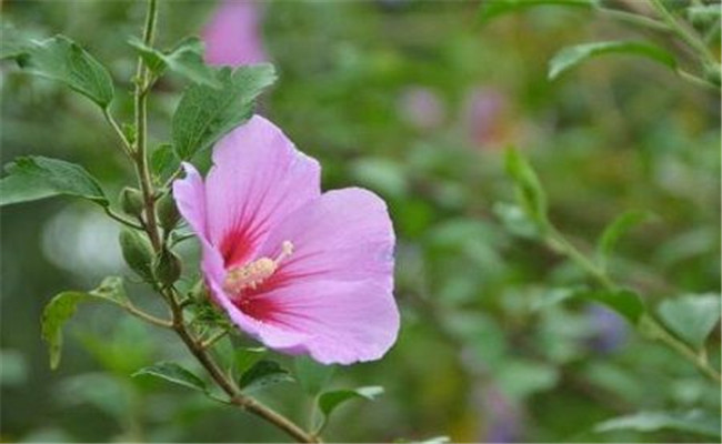 木槿樹什么時候開花