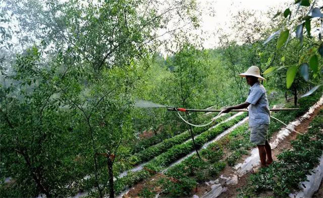 棗樹噴施葉面肥的時機(jī)選擇