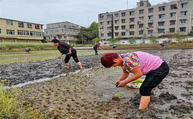 谷雨兩旁，西瓜下秧