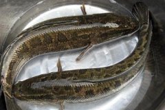 黑魚(yú)最大能長(zhǎng)多少斤，黑魚(yú)與鯰魚(yú)有什么區(qū)別