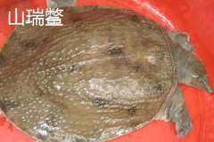 山瑞鱉是國(guó)家保護(hù)動(dòng)物嗎 山瑞和甲魚有什么區(qū)別