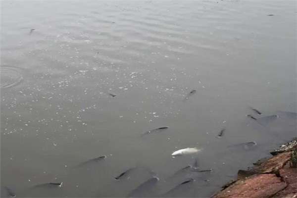 魚(yú)病病菌的兩種傳入途徑