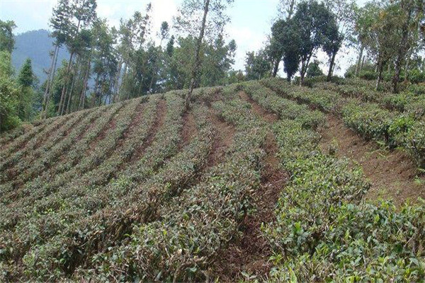 低產茶園的形成原因是什么