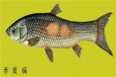 養(yǎng)殖魚類怎樣防治赤皮?。咳绾晤A(yù)防？