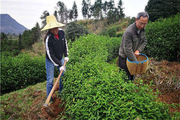 幼齡茶樹的除草、松土