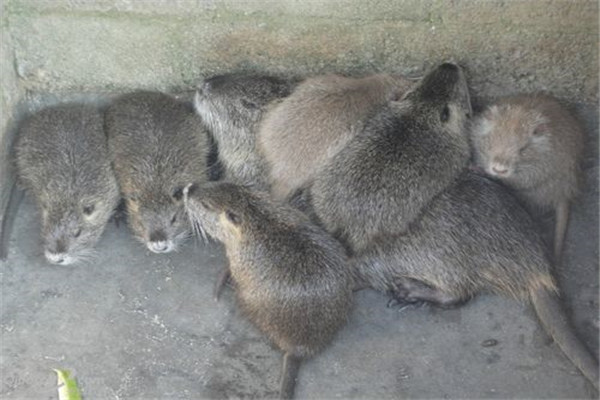 海貍鼠的飼料種類(lèi)及飼料構(gòu)成