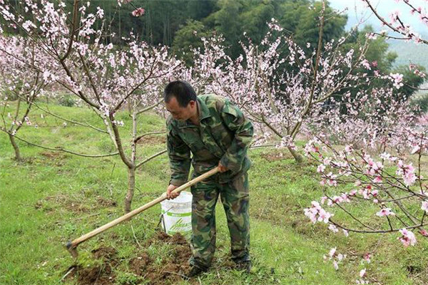 桃樹施肥應(yīng)注意哪些事項