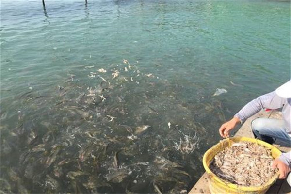 大黃魚(yú)的餌料及投喂